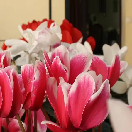 Lilium House Apts Apartament